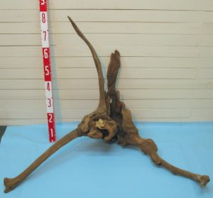 画像4: 大型変形流木根