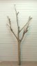 画像3: 大型枝付き幹流木 (3)