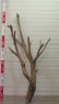 画像6: 大型枝付き幹流木