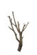 画像1: 大型枝付き幹流木 (1)