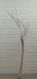 画像3: 大型幹枝流木 (3)