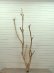 画像1: 大型枝付き幹流木 (1)