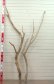 画像2: 大型枝付き幹流木2本セット