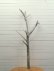 画像1: 大型幹枝流木 (1)