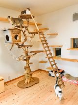 新潟県にお住いのO様より、オーダー制作ご依頼頂いた大型流木キャットタワーのご利用状況。