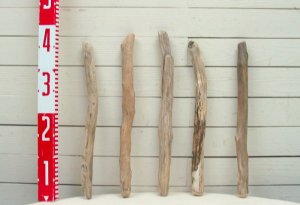 画像2: 流木棒50ｃｍ未満の5本セット