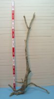 画像1: 大型根付き幹流木