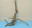 画像5: 大型根付き幹流木