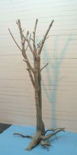 画像2: 大型根付き幹流木