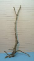 画像2: 大型根付き幹流木