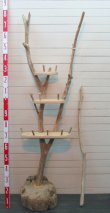 画像5: 飾り棚付き多目的　　　　　　　流木ハンガースタンド　　　
