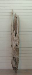画像3: 大型変形幹丸太流木