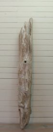 画像1: 大型変形幹丸太流木