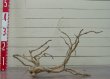 画像7: 流木根