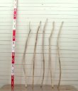 画像4: 大枝細枝流木５本セット