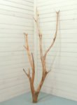 画像3: 大型枝付き幹流木