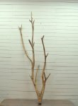 画像1: 大型枝付き幹流木