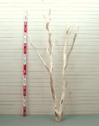 画像4: 大型幹枝流木