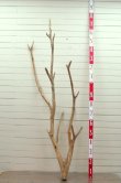 画像4: 大型枝付き幹流木