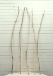 画像4: 小枝細枝流木の５本セット