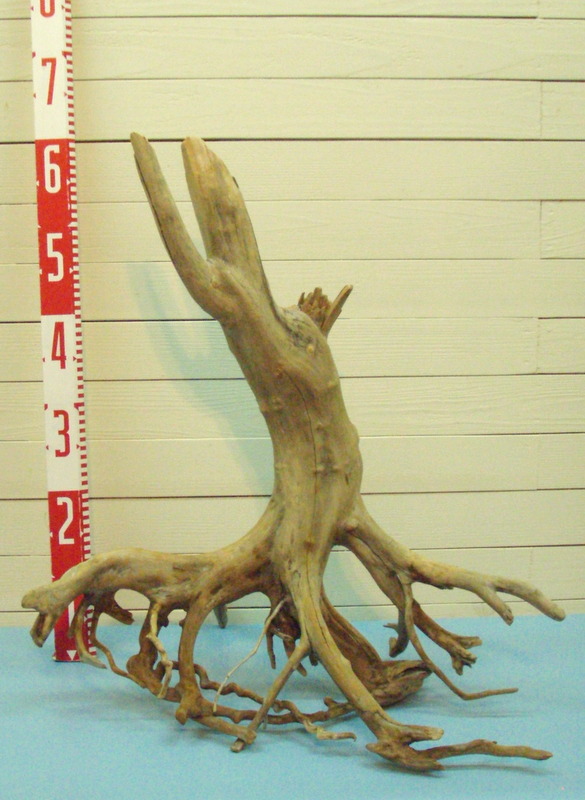 画像: 枝付き流木根