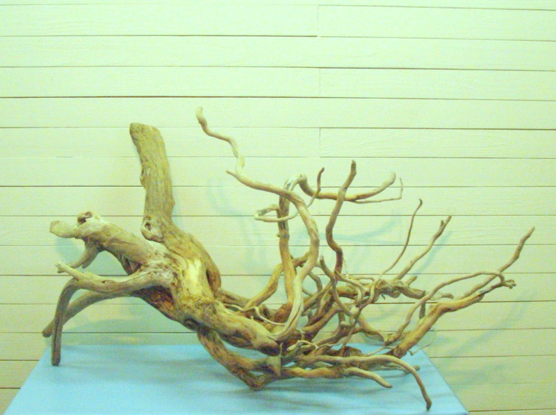 画像: 大型幹付流木根
