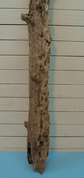 画像: 大型幹丸太流木