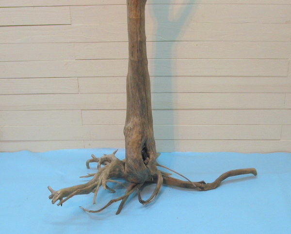 画像: 大型根付き幹流木