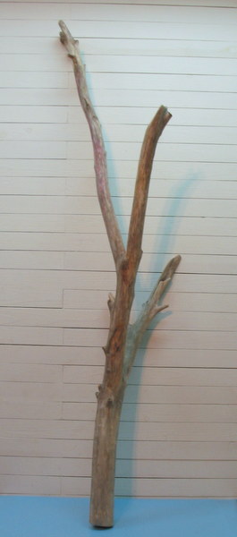 画像: 枝付き大型幹流木　　　　　　　　　　