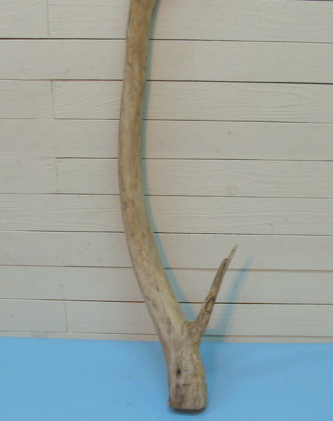 画像: 枝付き大型幹流木