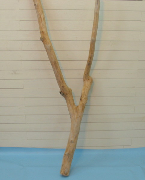 画像: 枝付き大型幹流木　　　　　
