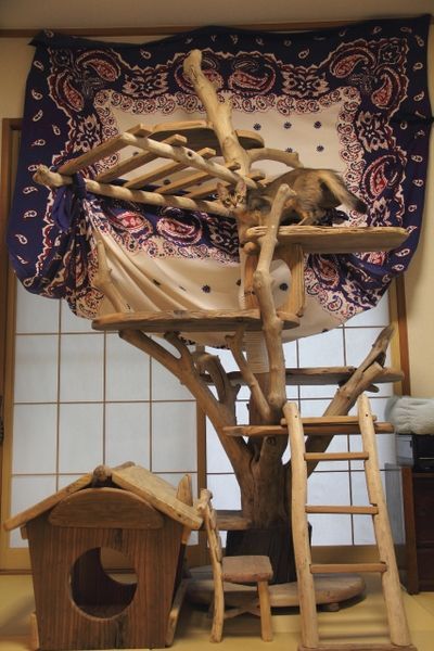 神奈川県横浜市 N様の 流木キャットタワーの ご利用状況 - 流木アート
