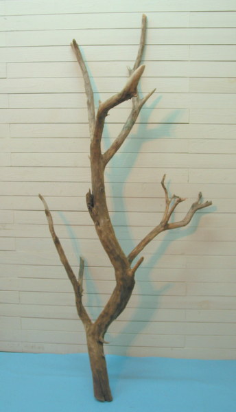 画像: 大型枝付き幹流木