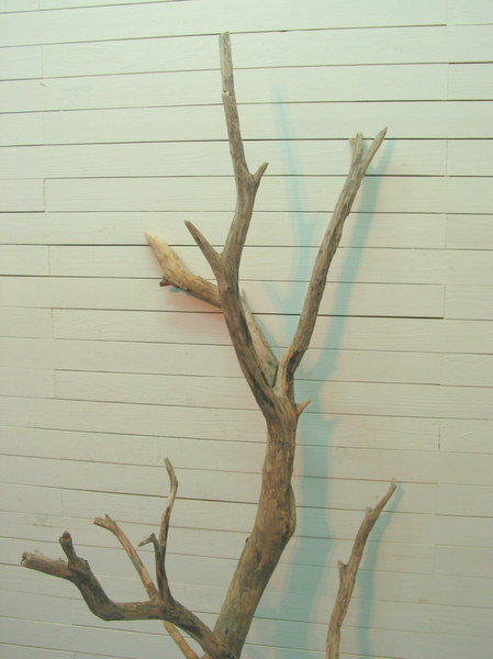 画像: 大型枝付き幹流木