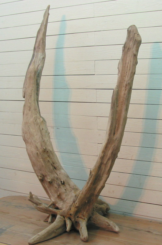 画像: 大型根付き二股幹流木