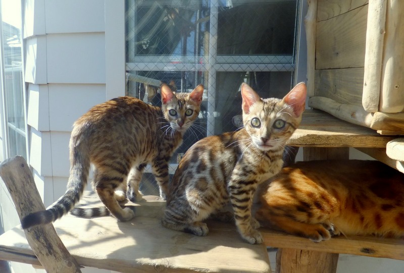 画像: Bengal Cattery 雲母館 　　　　　　坂下 様の使用例