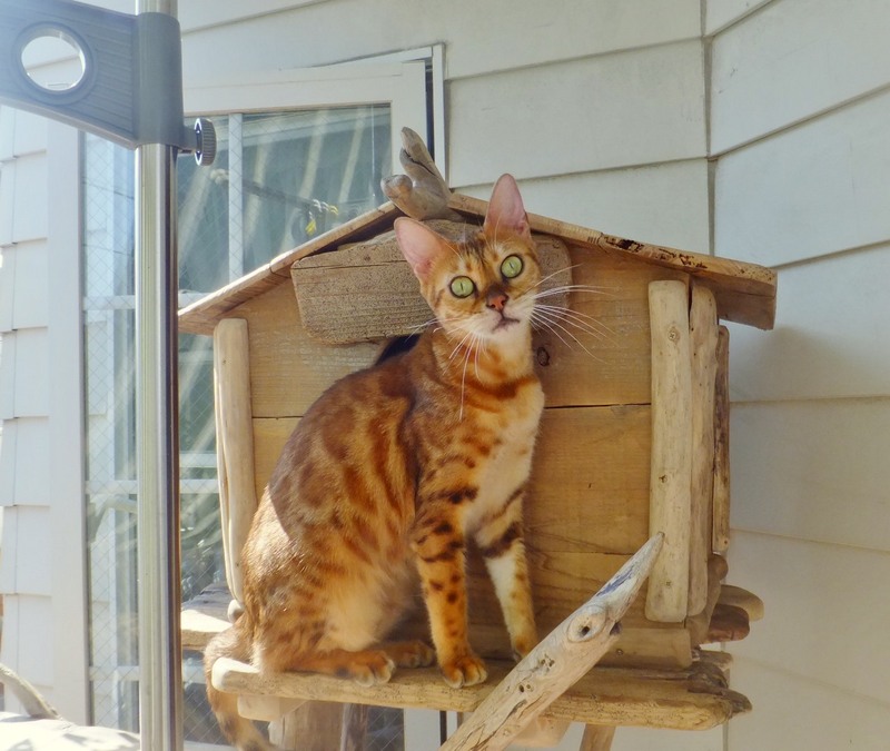 画像: Bengal Cattery 雲母館 　　　　　　坂下 様の使用例