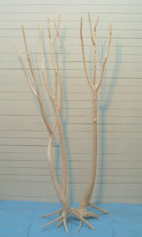 画像: 大型根枝付き幹流木