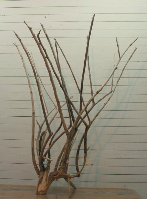 画像: 大型株立ち幹枝流木