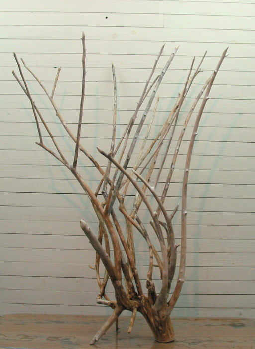 画像: 大型株立ち幹枝流木