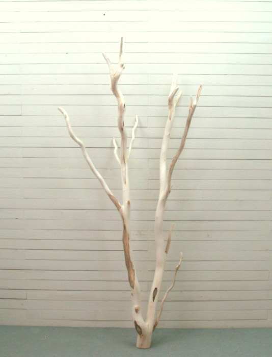 画像: 大型幹枝流木