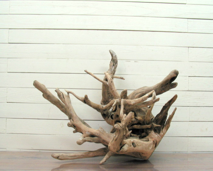 画像: 大型流木根