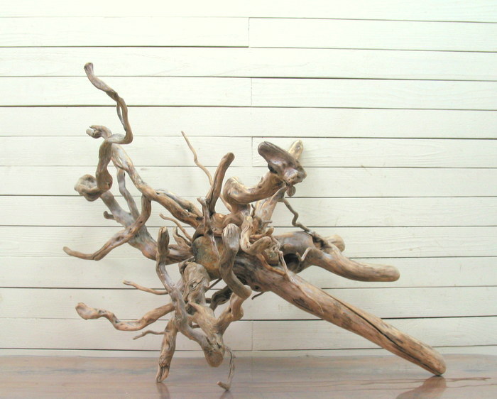 画像: 大型流木根