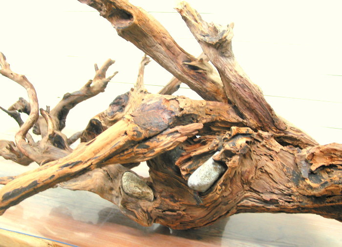 画像: 大型変形流木根