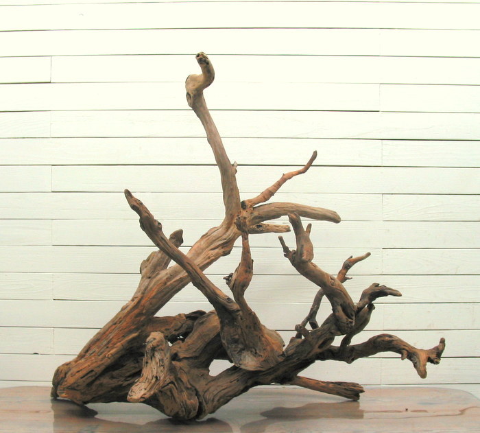 画像: 大型変形流木根
