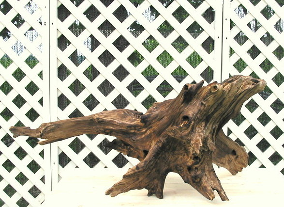 画像: 大型焼き流木切り株根