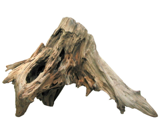 画像: 大型流木切り株根